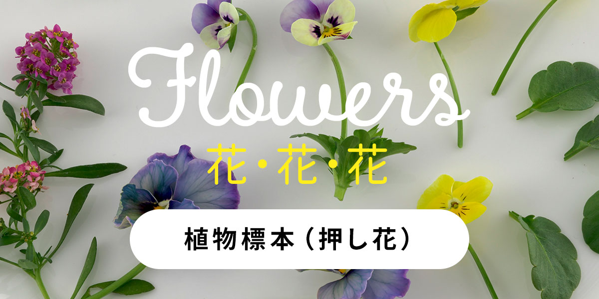 植物標本（押し花）