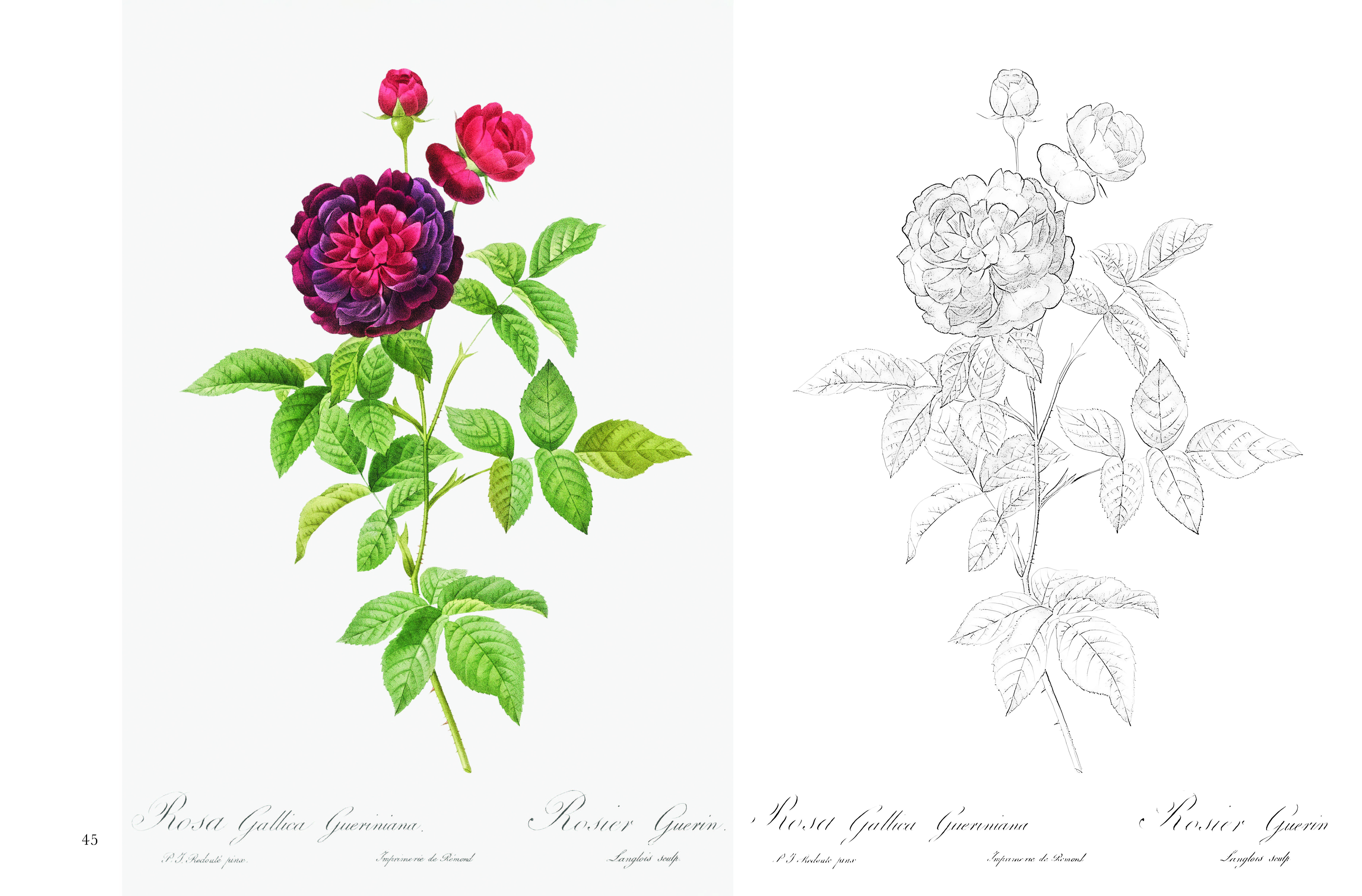 ポストカード塗り絵 ルドゥーテの美しいバラ ～ボタニカルアートの