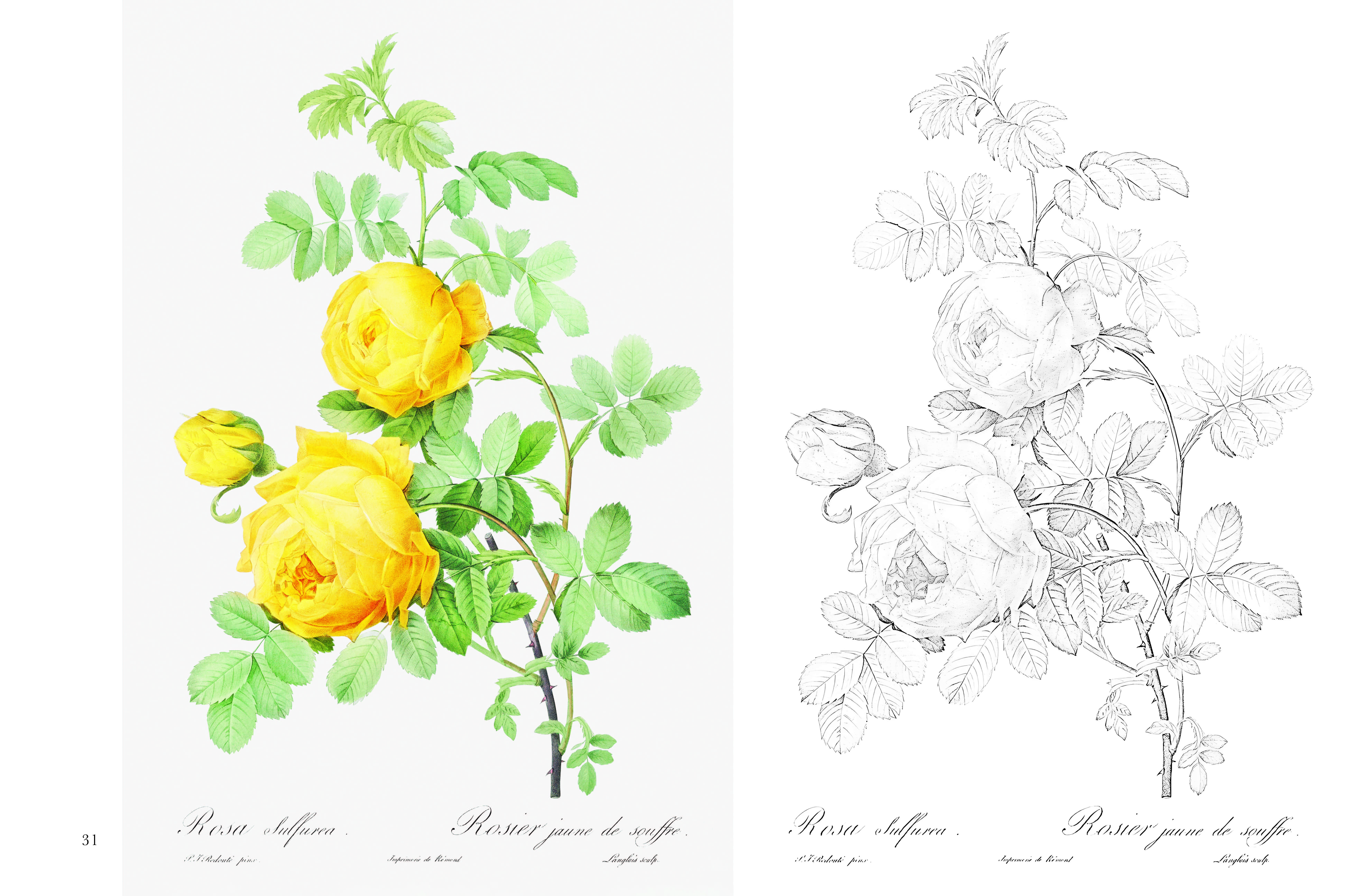 ポストカード塗り絵 ルドゥーテの美しいバラ ～ボタニカルアートの