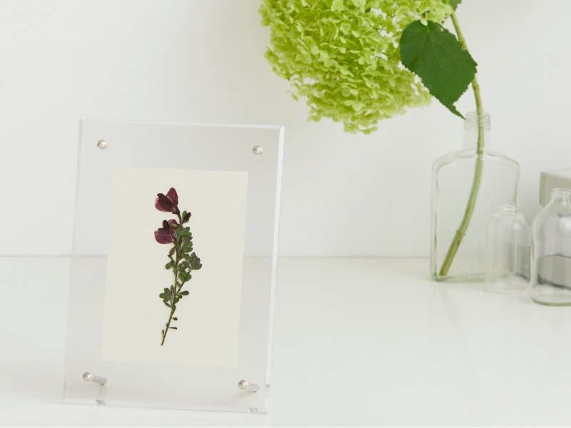 植物標本スターターキット ビギナー