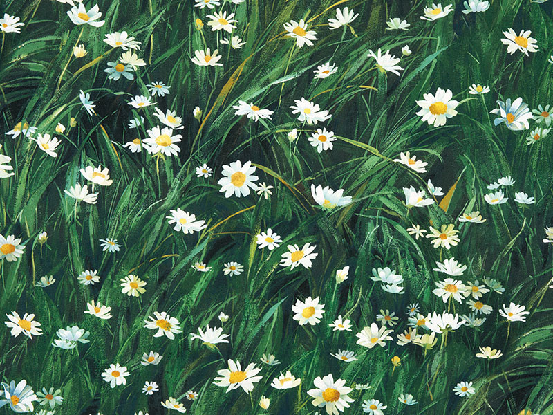 マーガレットガーデン　50ｃｍ単位