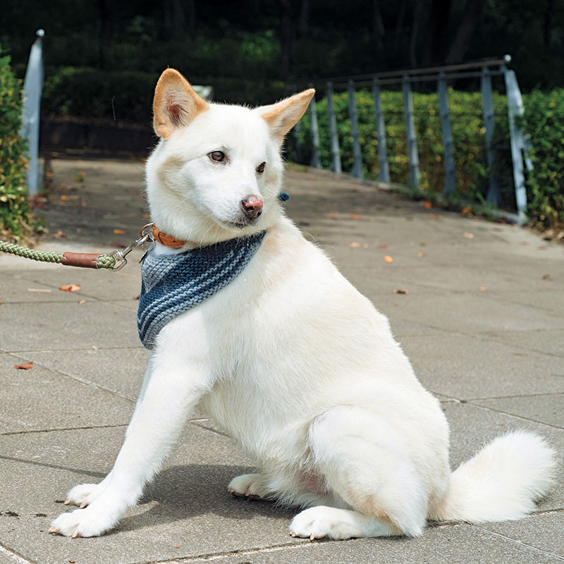 〈レシピ〉わんこのバンダナ