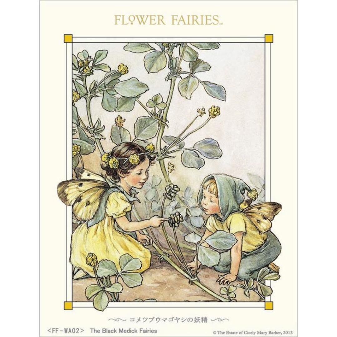 フラワーフェアリーズ　シャドーボックス　コメツブウマゴヤシの妖精【溶剤入り】