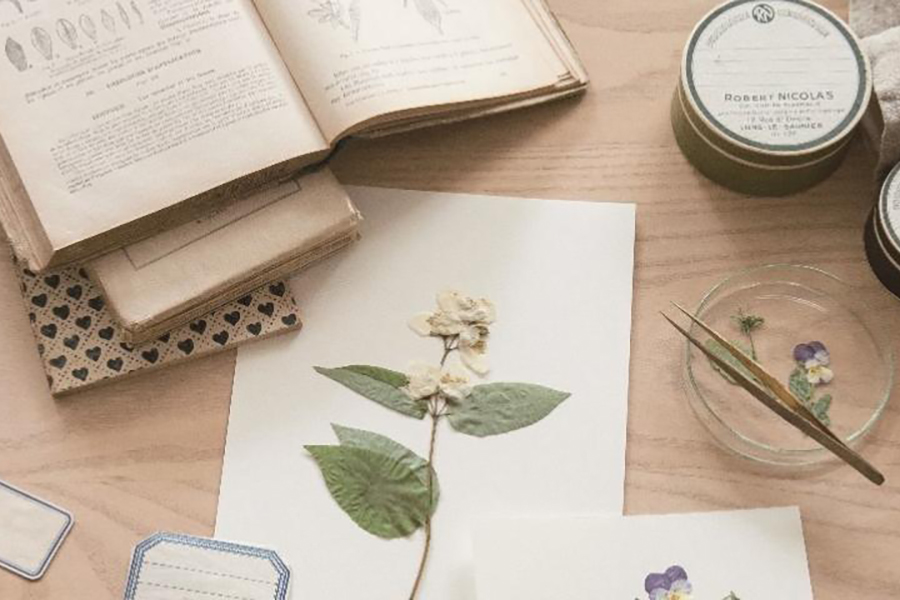 【読み物】押し花　ー植物標本と色彩ー　③