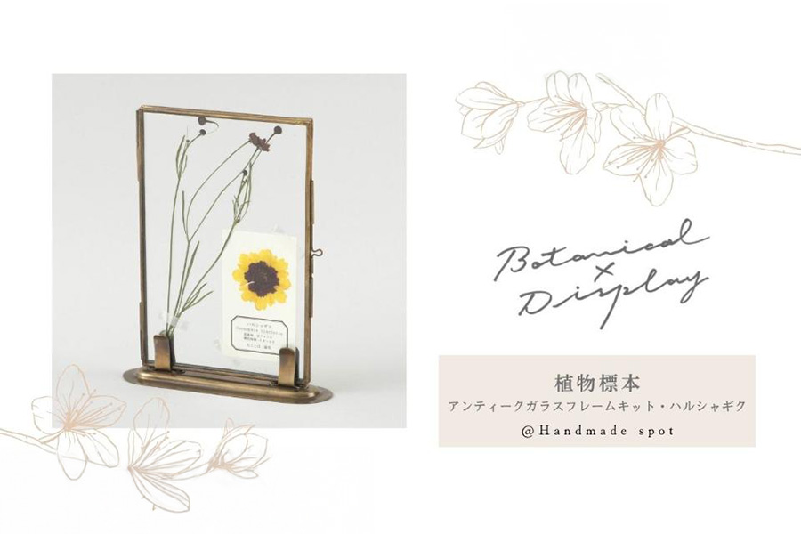 植物標本のガラスフレーム