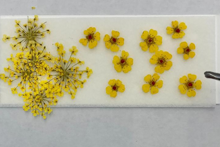 押し花ボールペンキット❁作成レポ♪