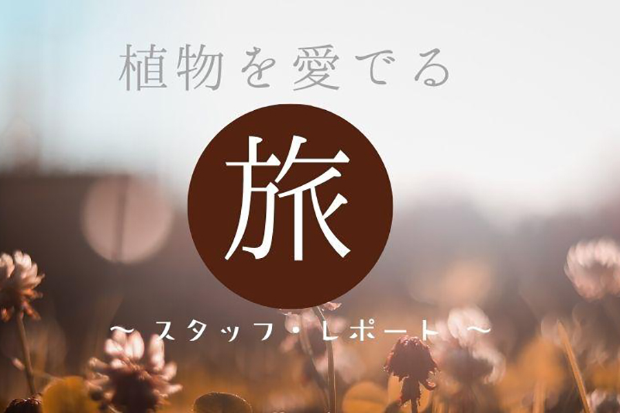 宮城・仙台　仙台駅前花壇