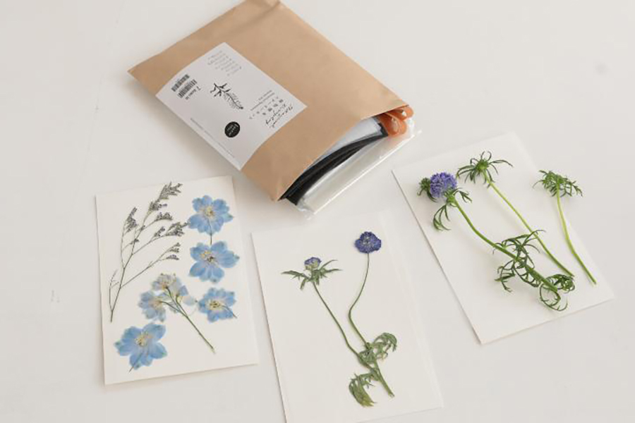 植物標本スターターキットトライアルで植物を押しました