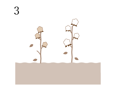 3. 枯葉剤などは使わずに、茎や葉が自然に枯れるまで待って刈り取り
